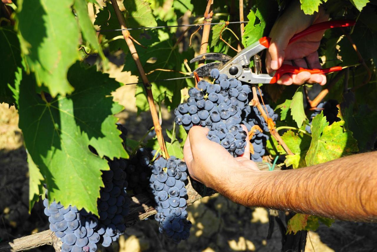 Fattoria Lornano Winery Villa Monteriggioni Ngoại thất bức ảnh