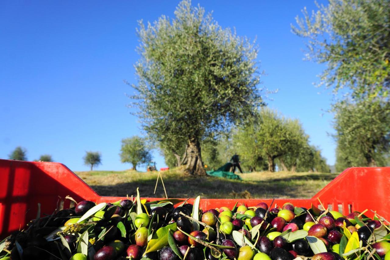 Fattoria Lornano Winery Villa Monteriggioni Ngoại thất bức ảnh