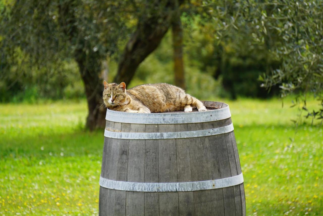 Fattoria Lornano Winery Villa Monteriggioni Ngoại thất bức ảnh